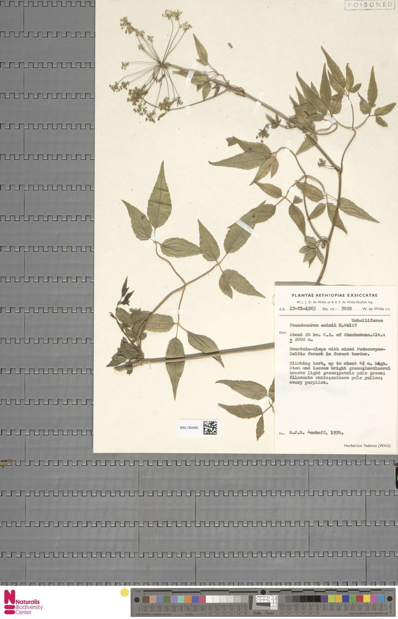 Pseudocarum eminii photo 2