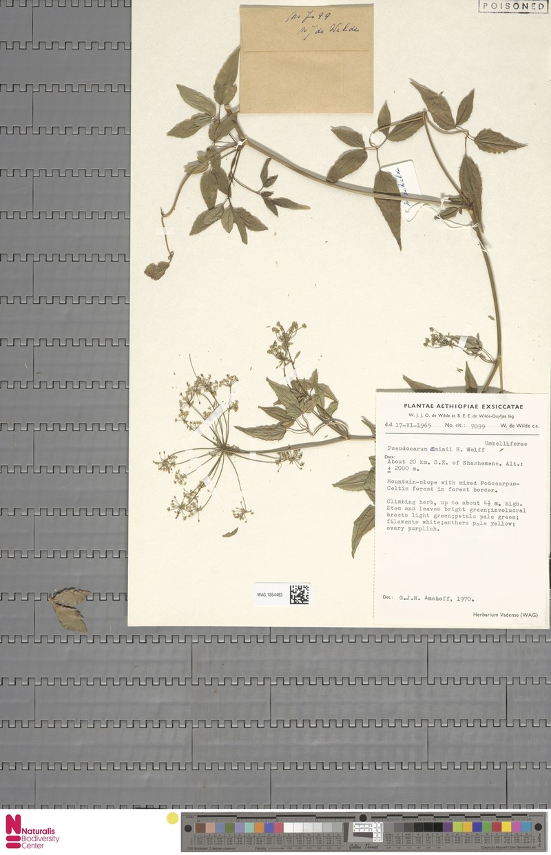 Pseudocarum eminii photo 3