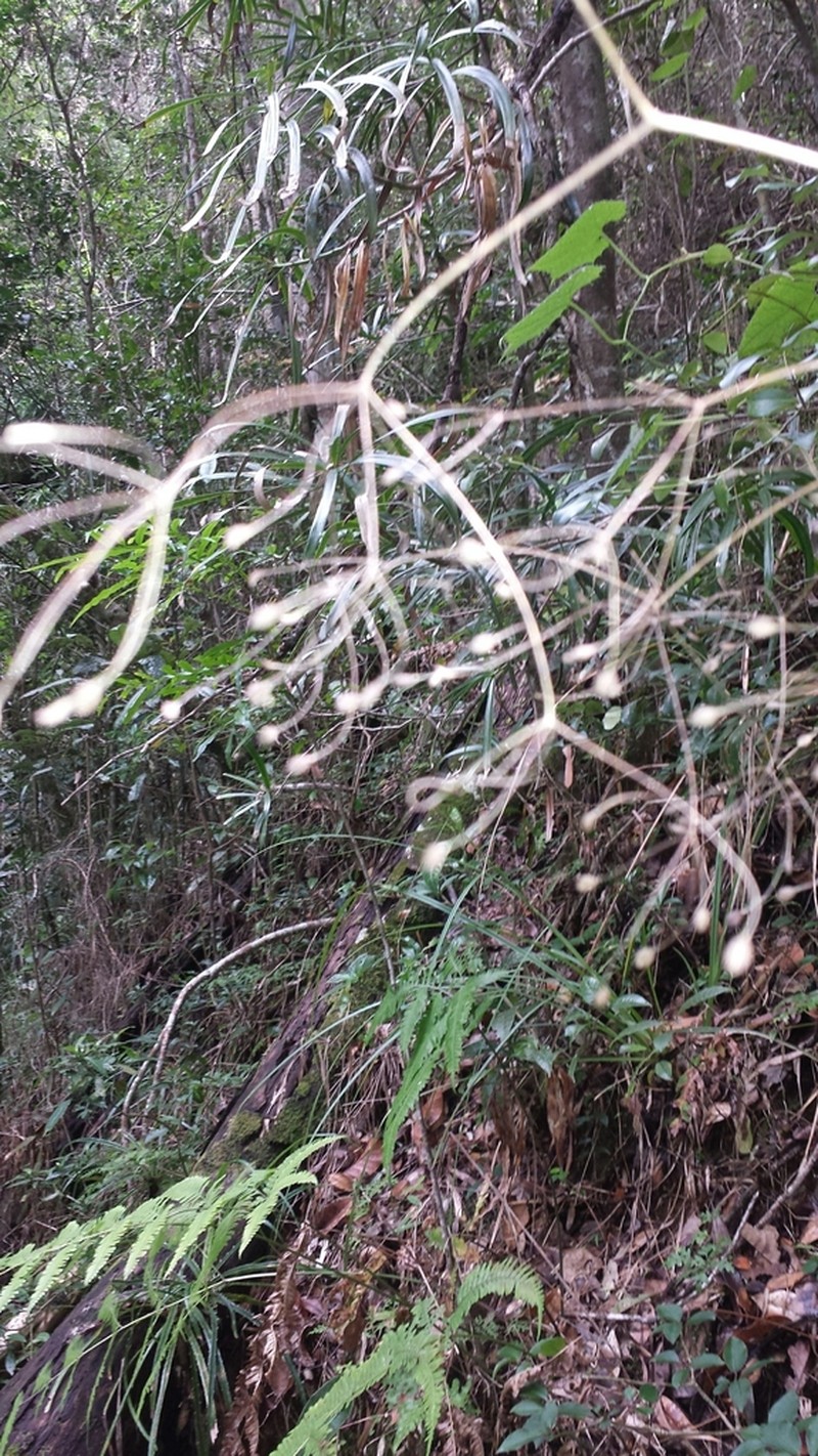 Pseudocarum laxiflorum