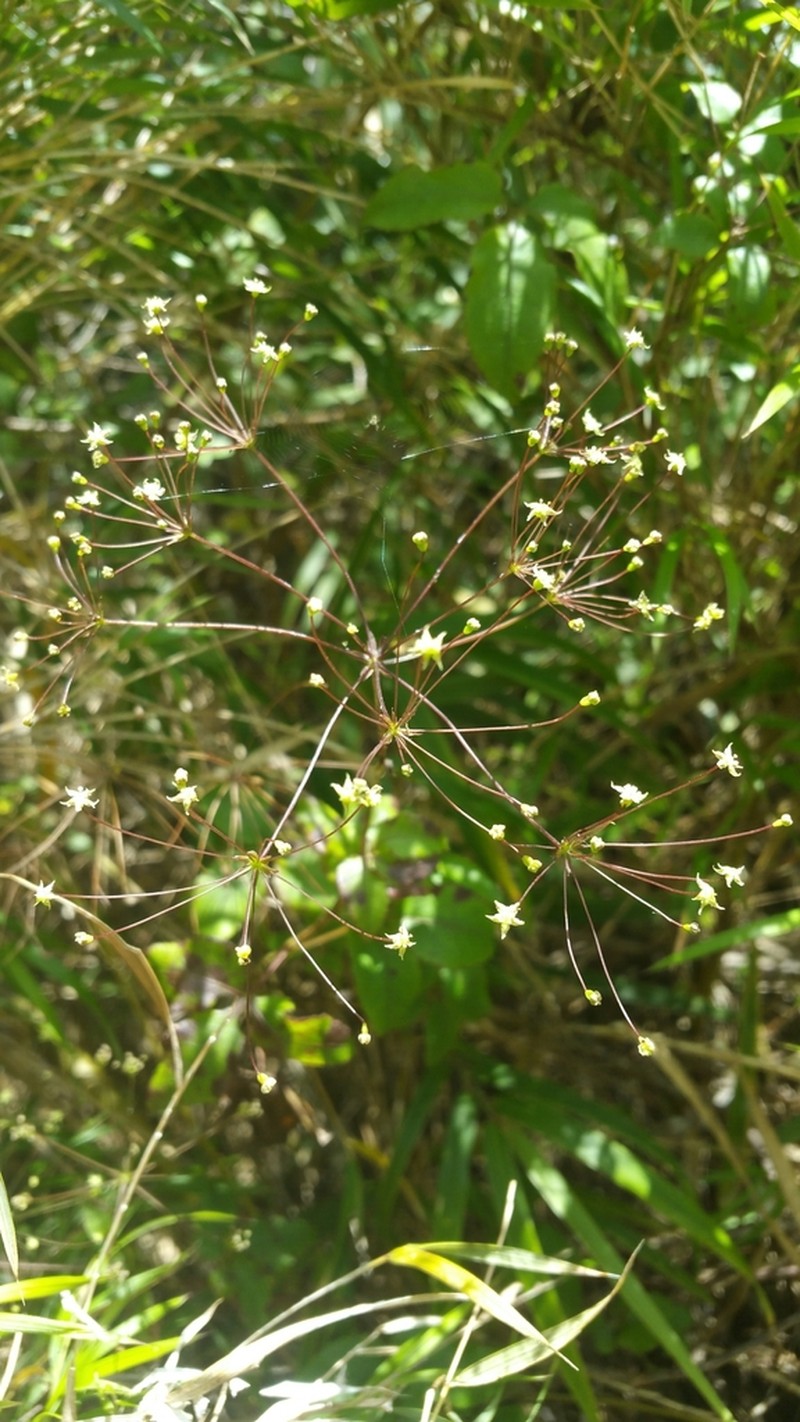 Pseudocarum laxiflorum photo 2