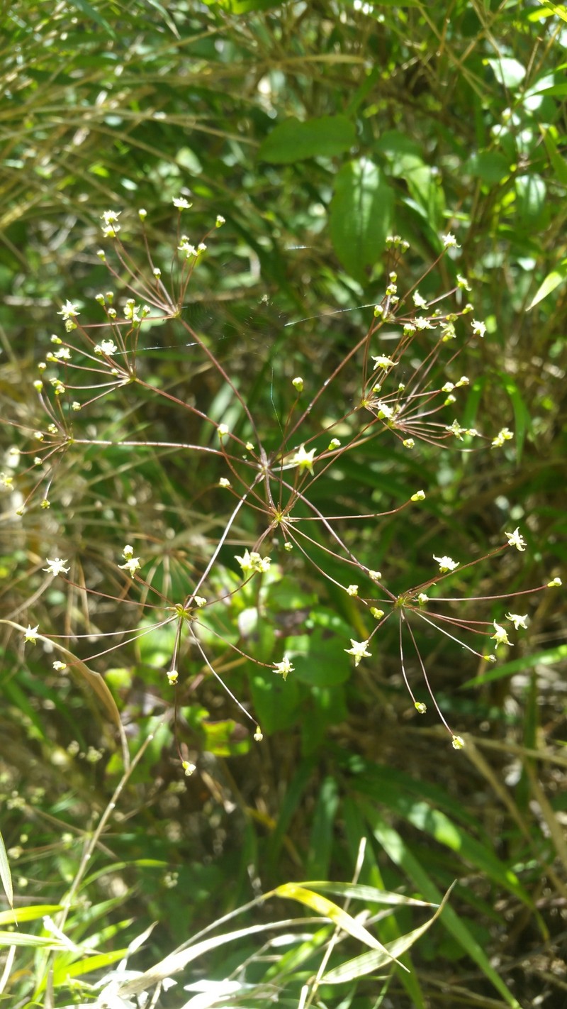 Pseudocarum laxiflorum photo 3