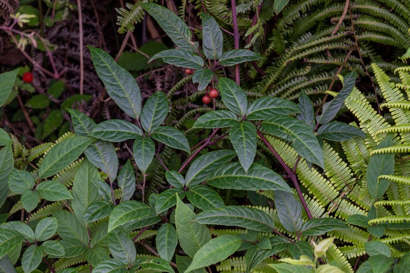 Pseudocayratia dichromocarpa