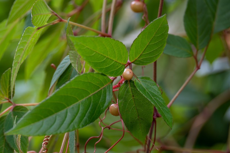 Pseudocayratia dichromocarpa photo 2