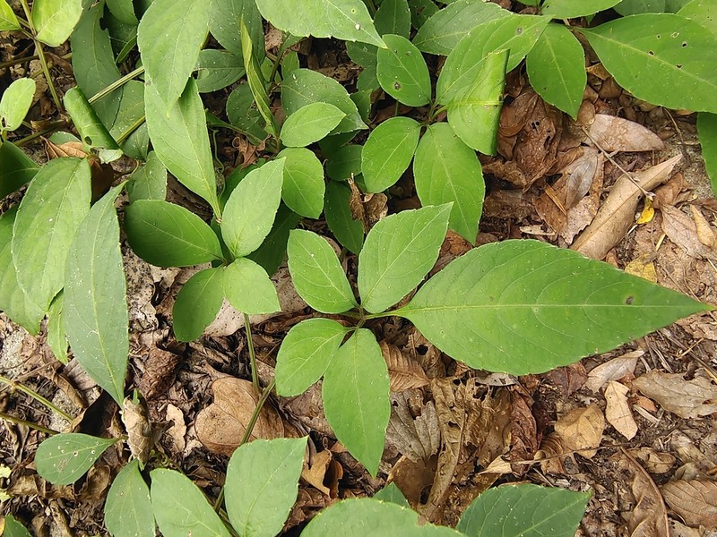 Pseudocayratia dichromocarpa photo 3