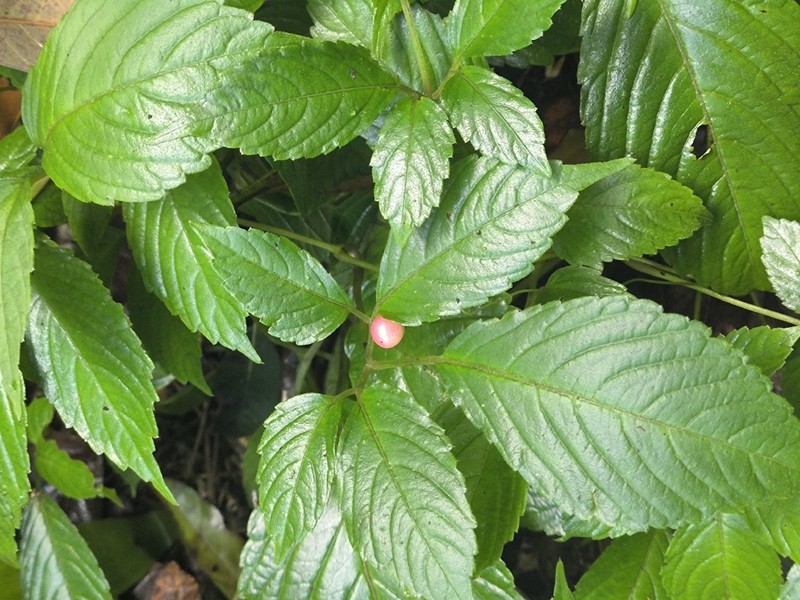 Pseudocayratia dichromocarpa photo 4