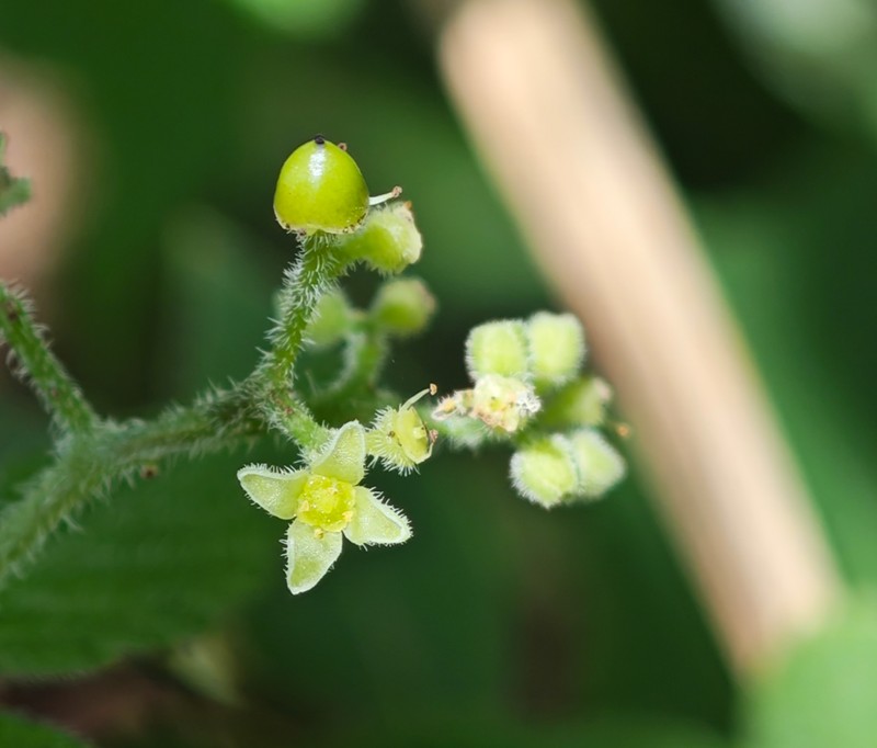 Pseudocayratia oligocarpa