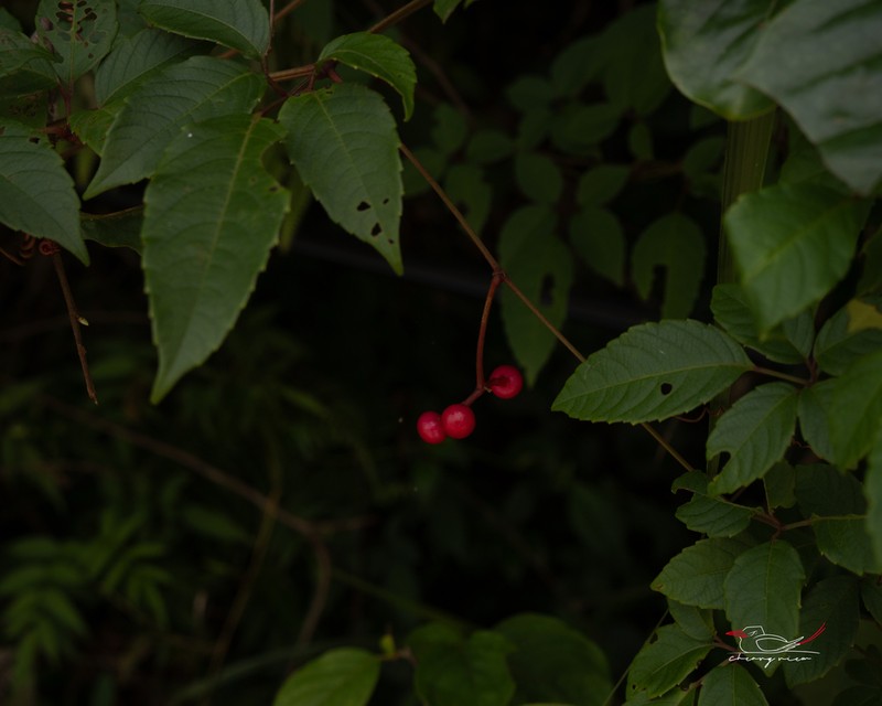 Pseudocayratia oligocarpa photo 2