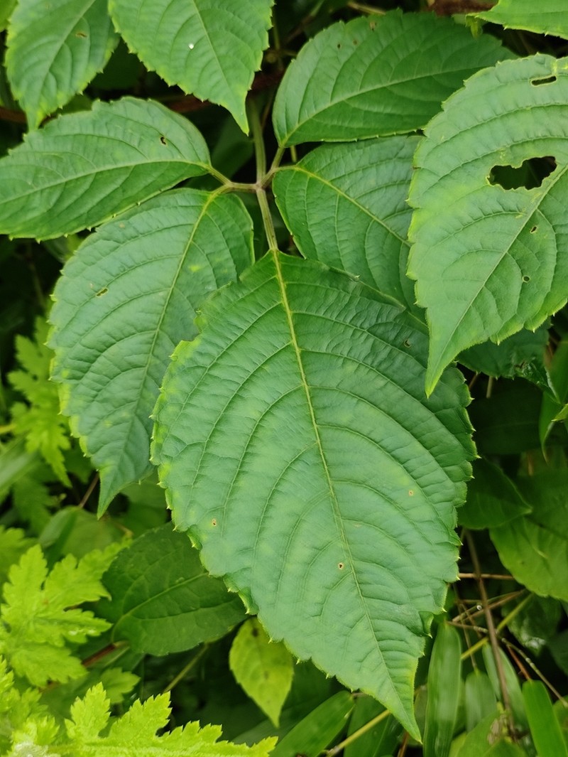 Pseudocayratia oligocarpa photo 3