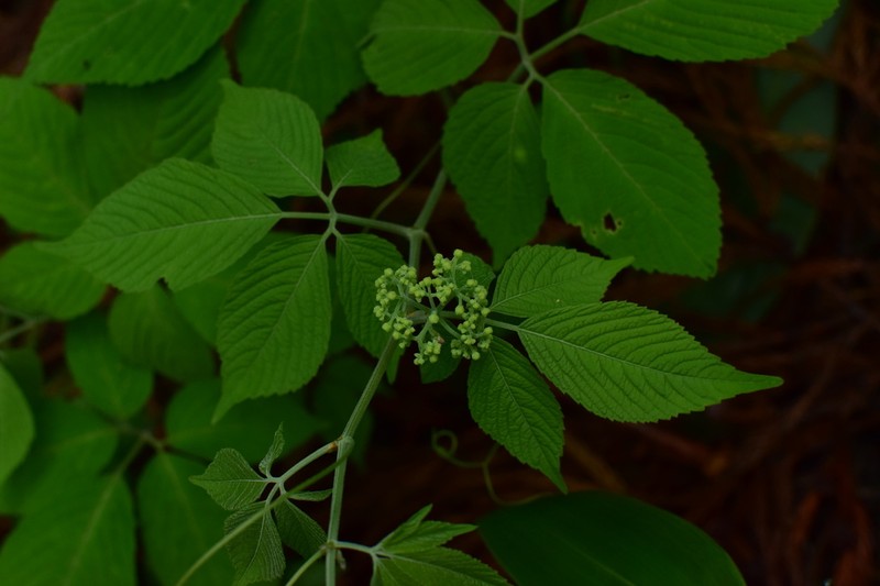 Pseudocayratia oligocarpa photo 4
