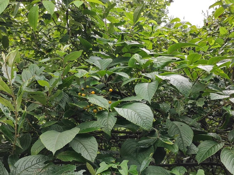 Pseudocayratia oligocarpa photo 5