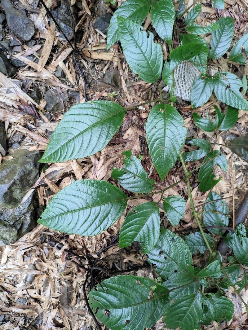 Pseudocayratia oligocarpa photo 6