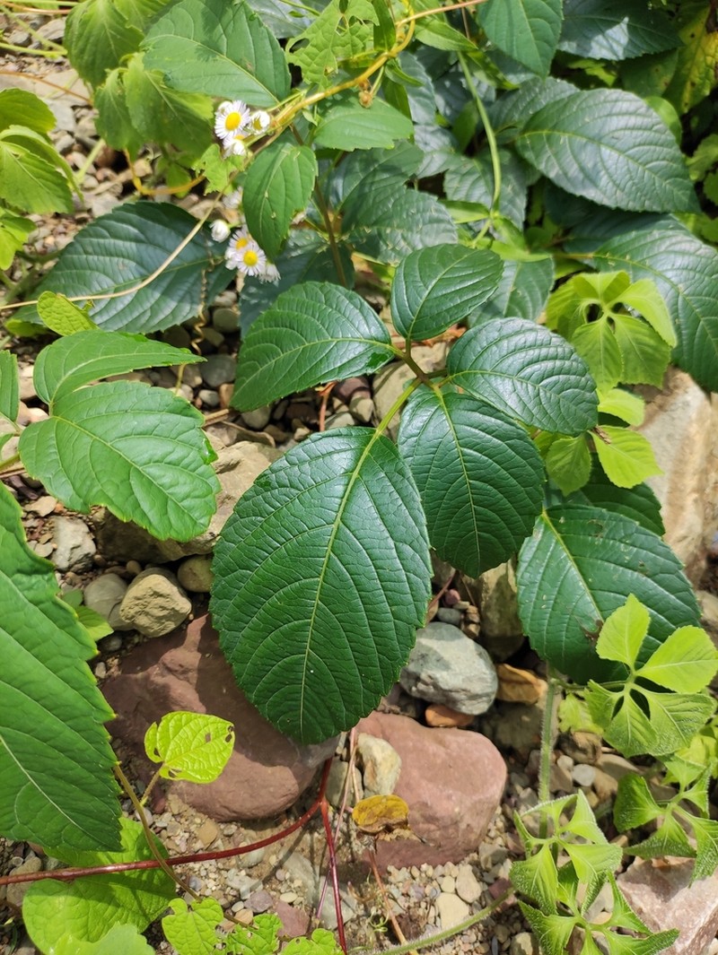 Pseudocayratia oligocarpa photo 7