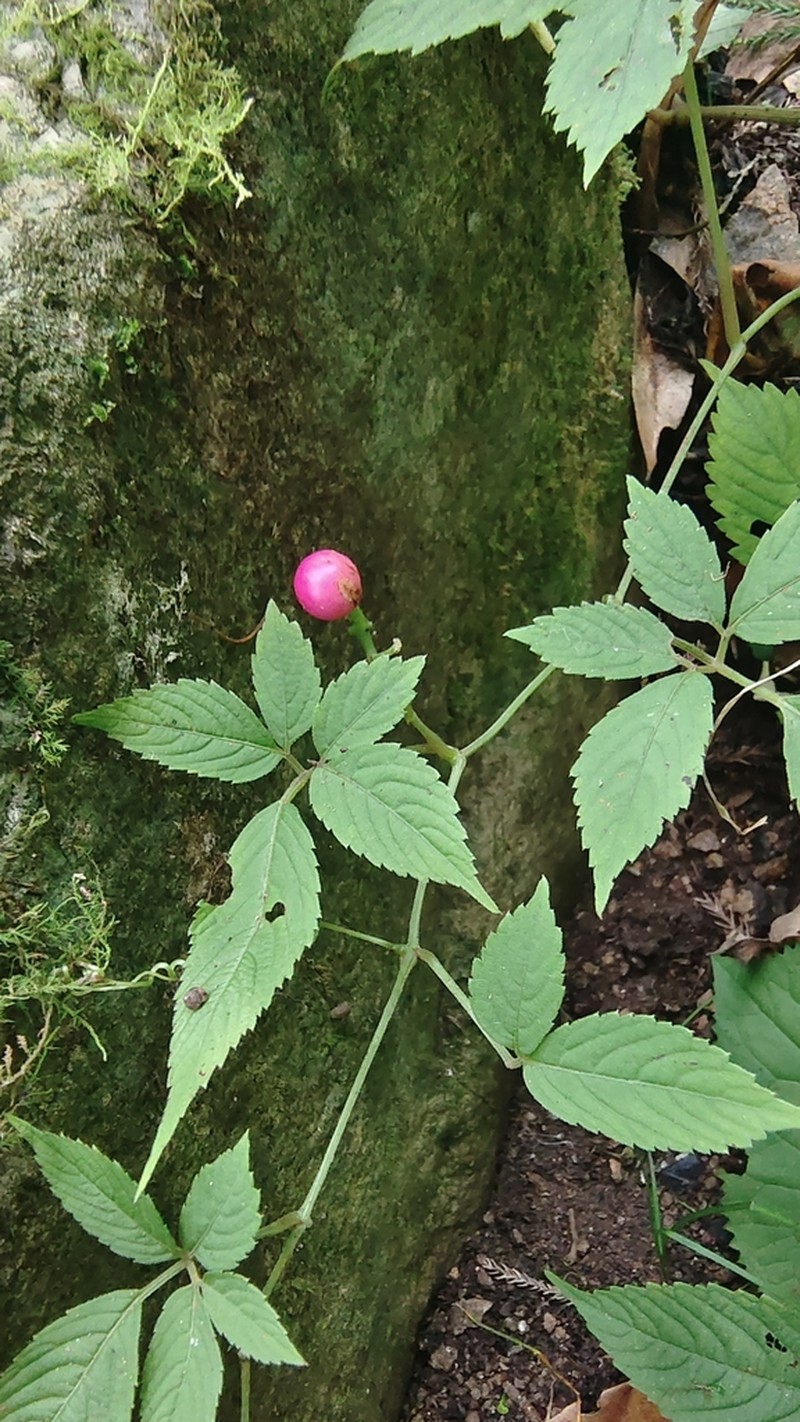 Pseudocayratia oligocarpa photo 8