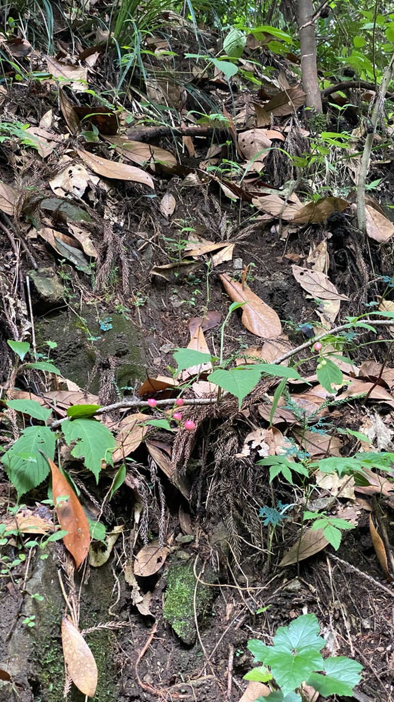 Pseudocayratia orientalisinensis photo 2