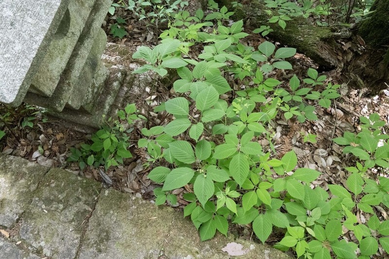 Pseudocayratia orientalisinensis photo 4