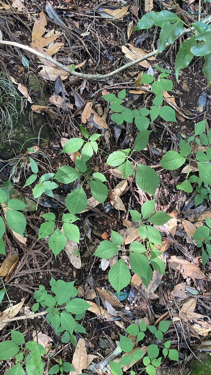 Pseudocayratia orientalisinensis photo 5