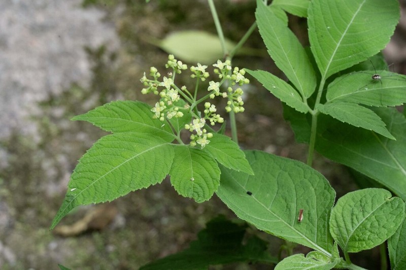Pseudocayratia orientalisinensis photo 6