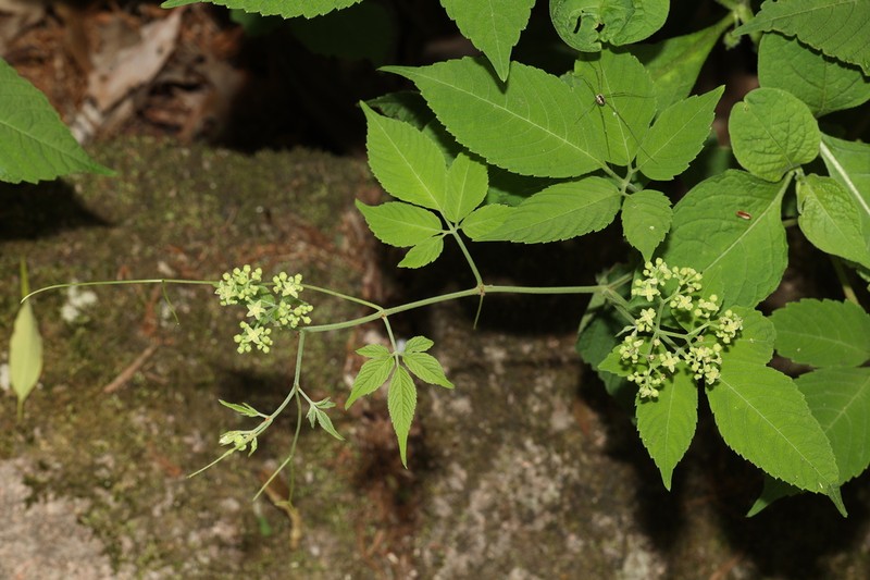 Pseudocayratia orientalisinensis photo 7