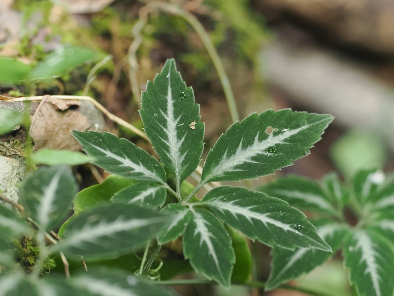 Pseudocayratia orientalisinensis photo 8