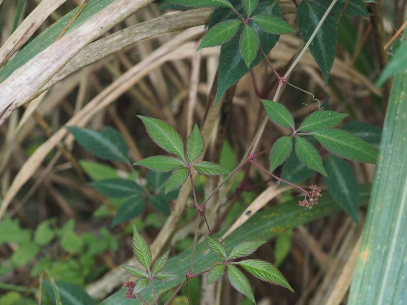 Pseudocayratia pengiana photo 2