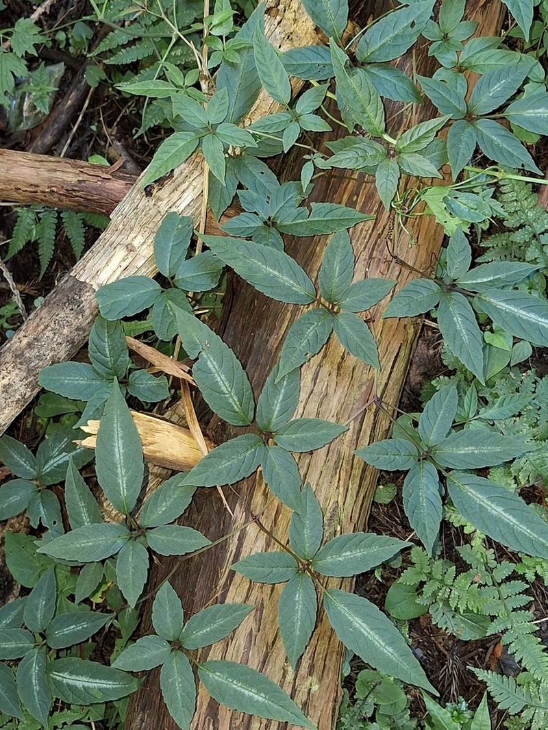 Pseudocayratia pengiana photo 3
