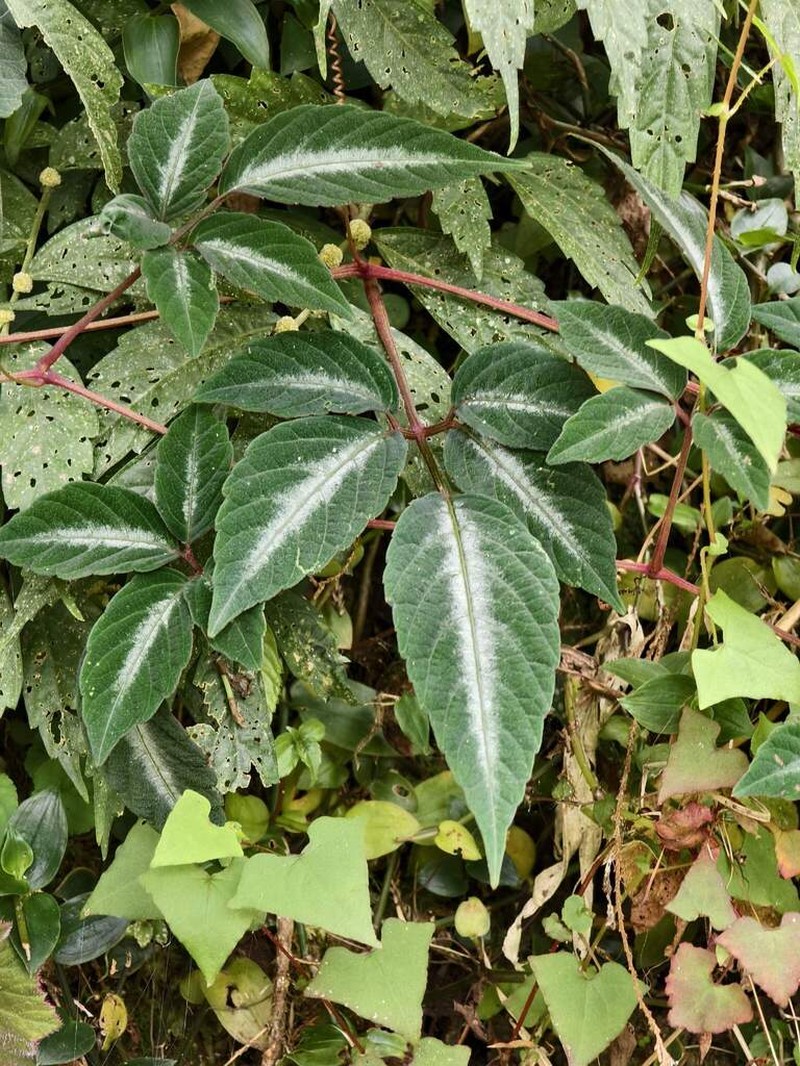 Pseudocayratia pengiana photo 4