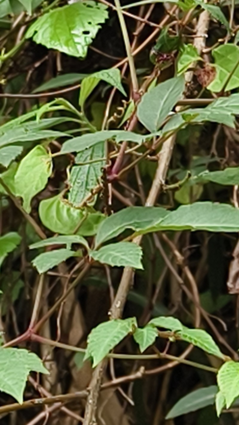 Pseudocayratia pengiana photo 5