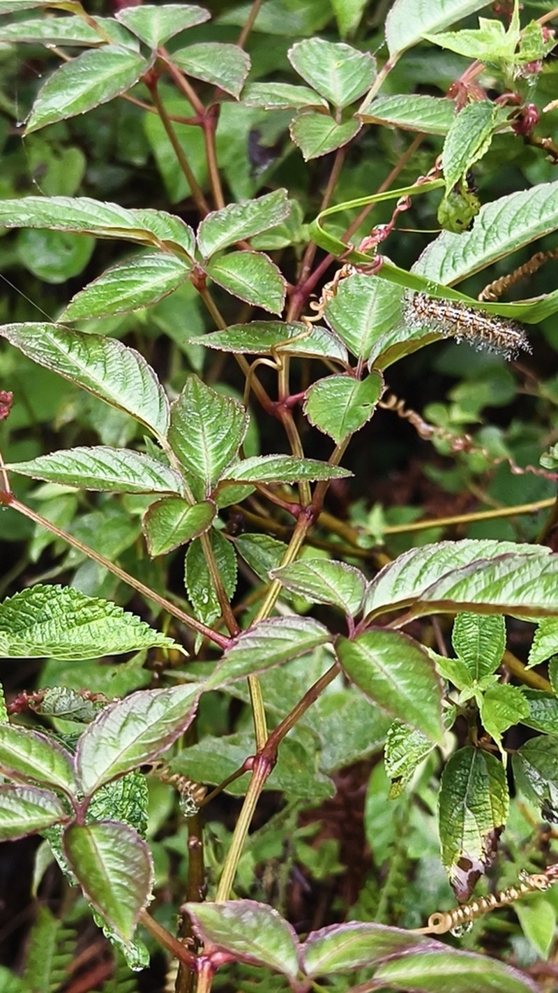 Pseudocayratia pengiana photo 6