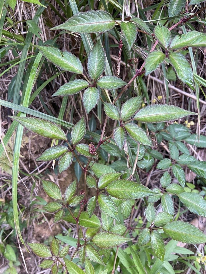 Pseudocayratia pengiana photo 7