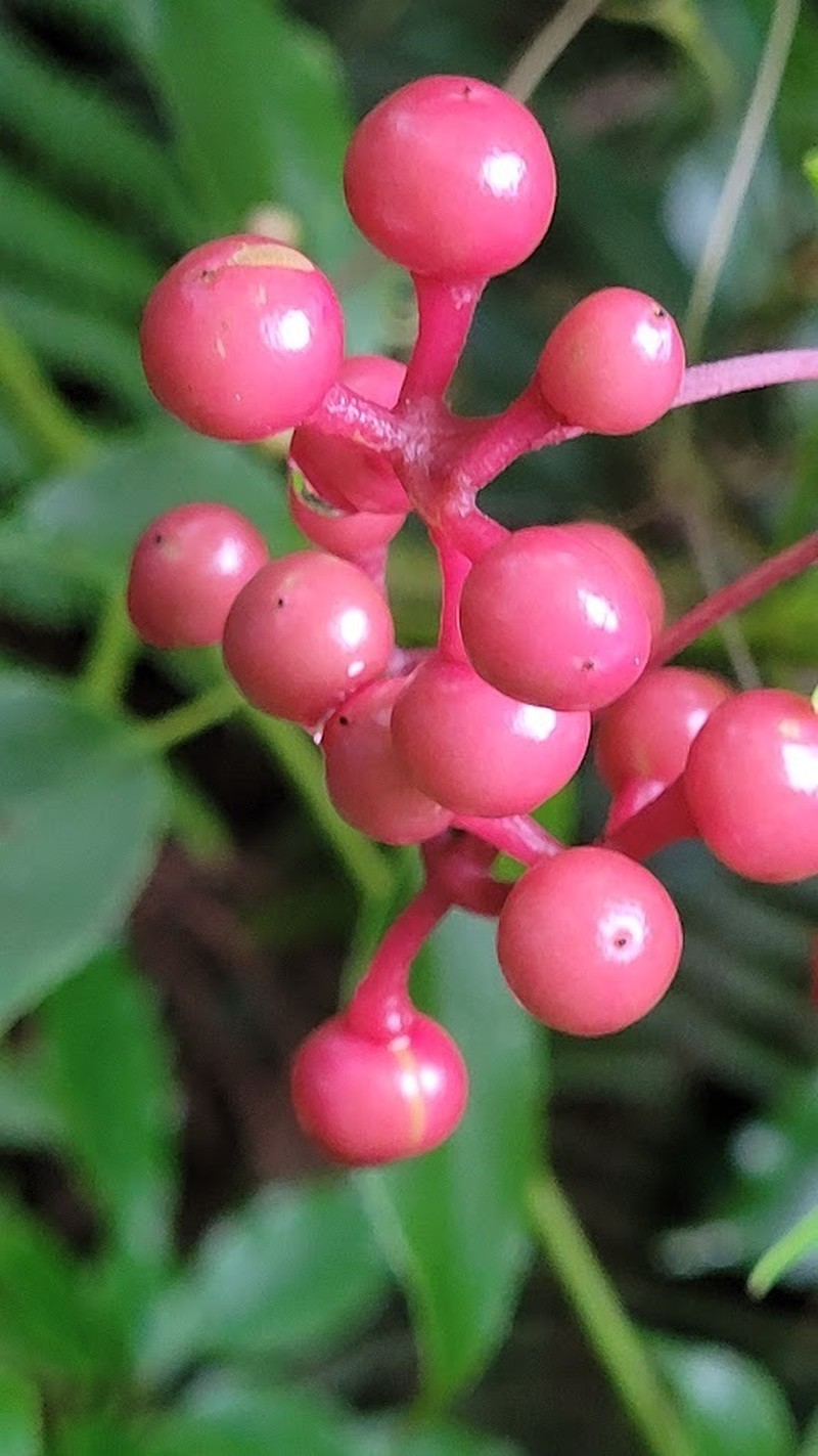 Pseudocayratia pengiana photo 8