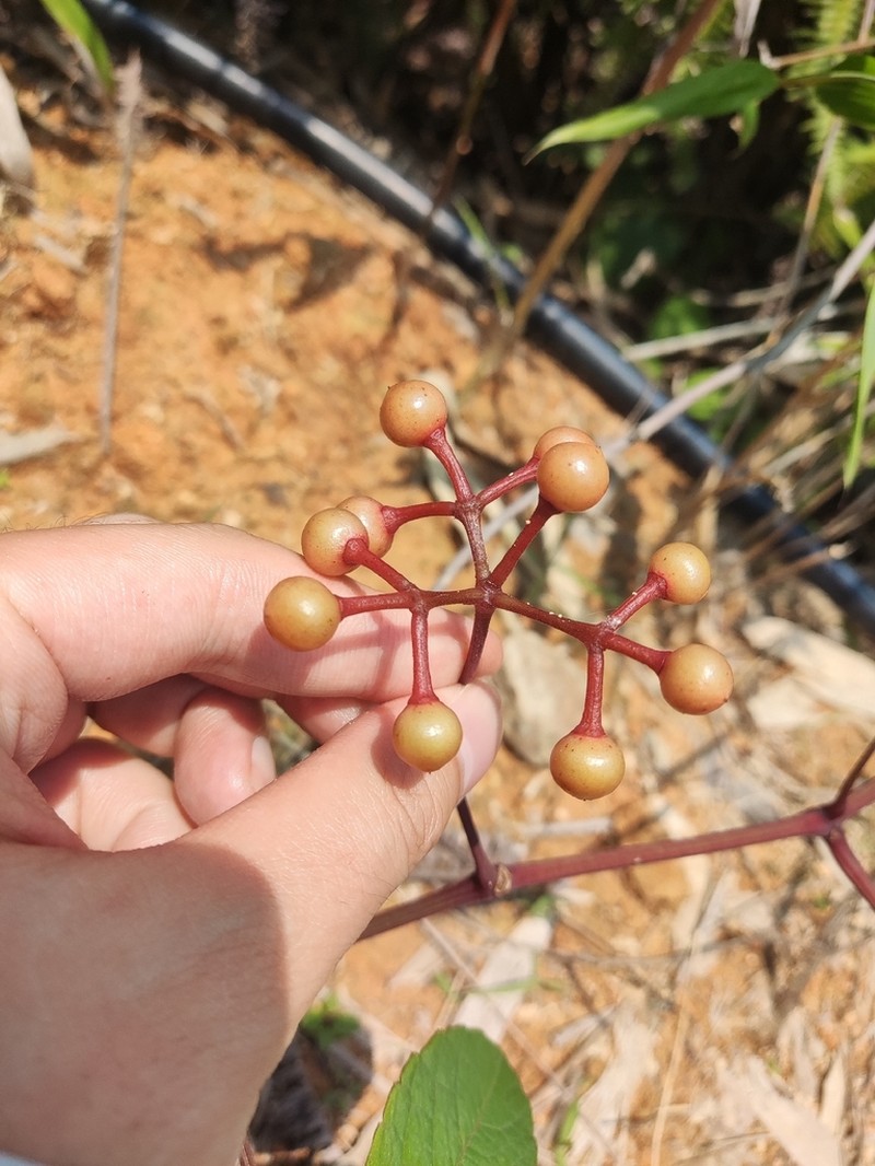 Pseudocayratia speciosa