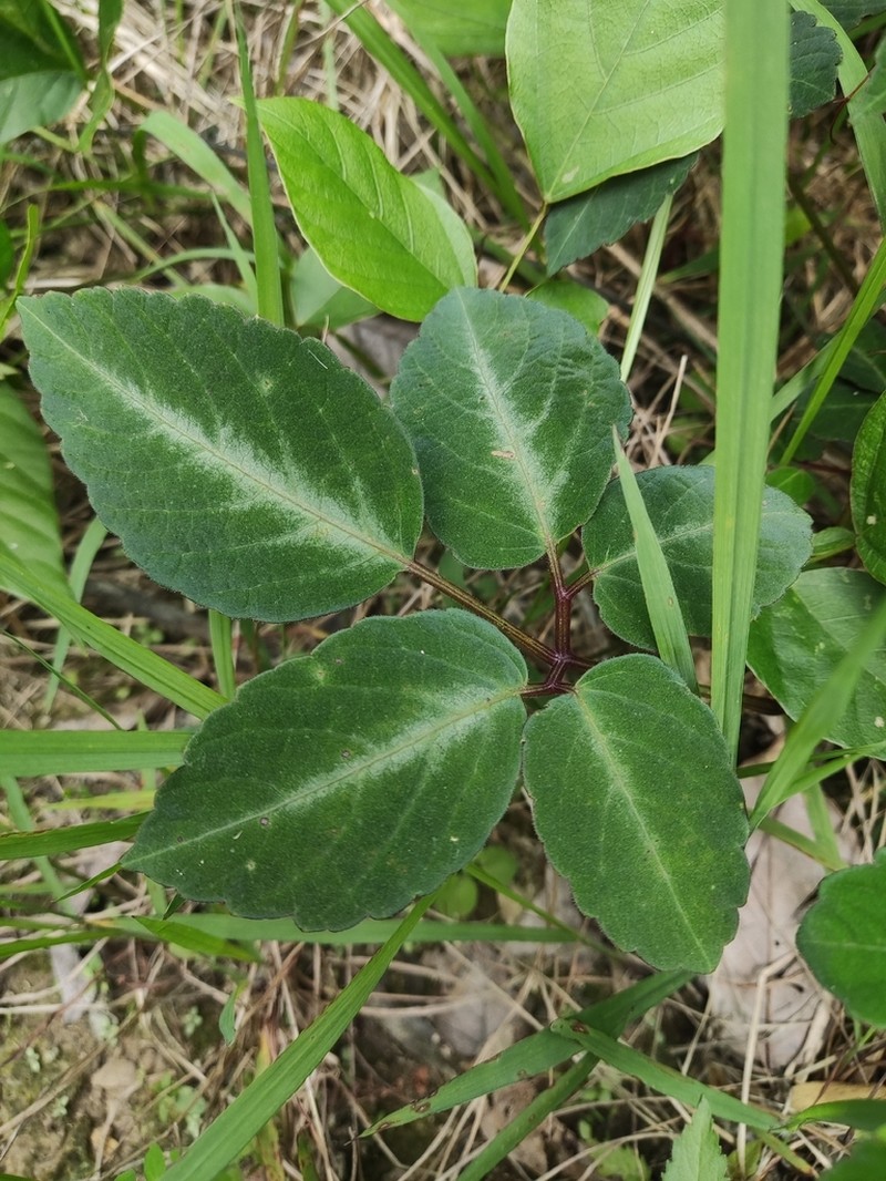 Pseudocayratia speciosa photo 2