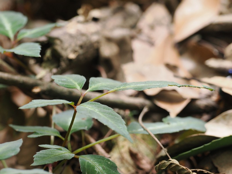 Pseudocayratia speciosa photo 3