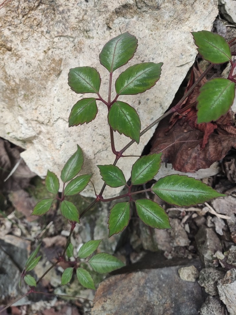 Pseudocayratia speciosa photo 4