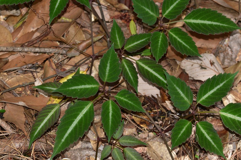 Pseudocayratia speciosa photo 5