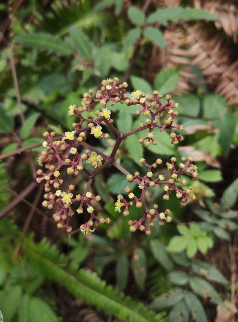Pseudocayratia speciosa photo 6