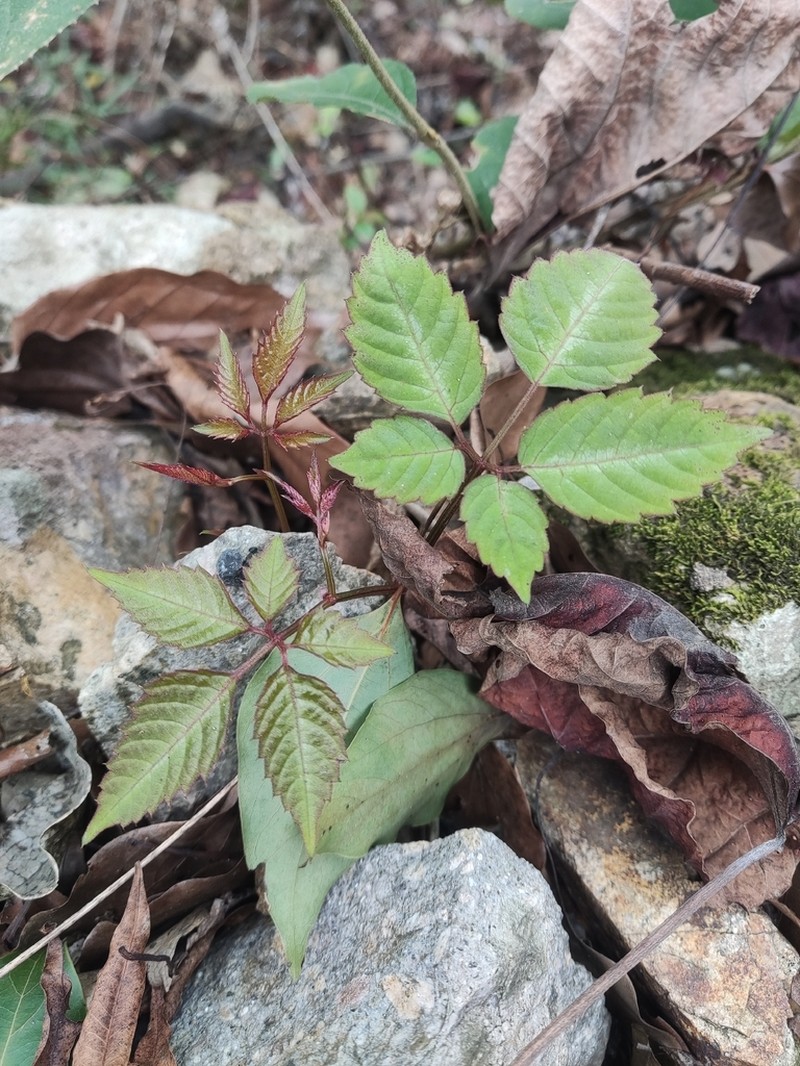 Pseudocayratia speciosa photo 7