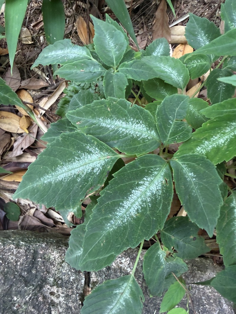Pseudocayratia speciosa photo 8
