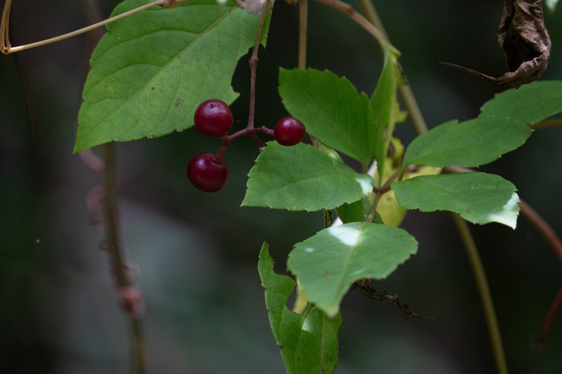 Pseudocayratia yoshimurae photo 2