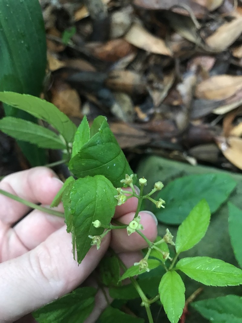 Pseudocayratia yoshimurae photo 3