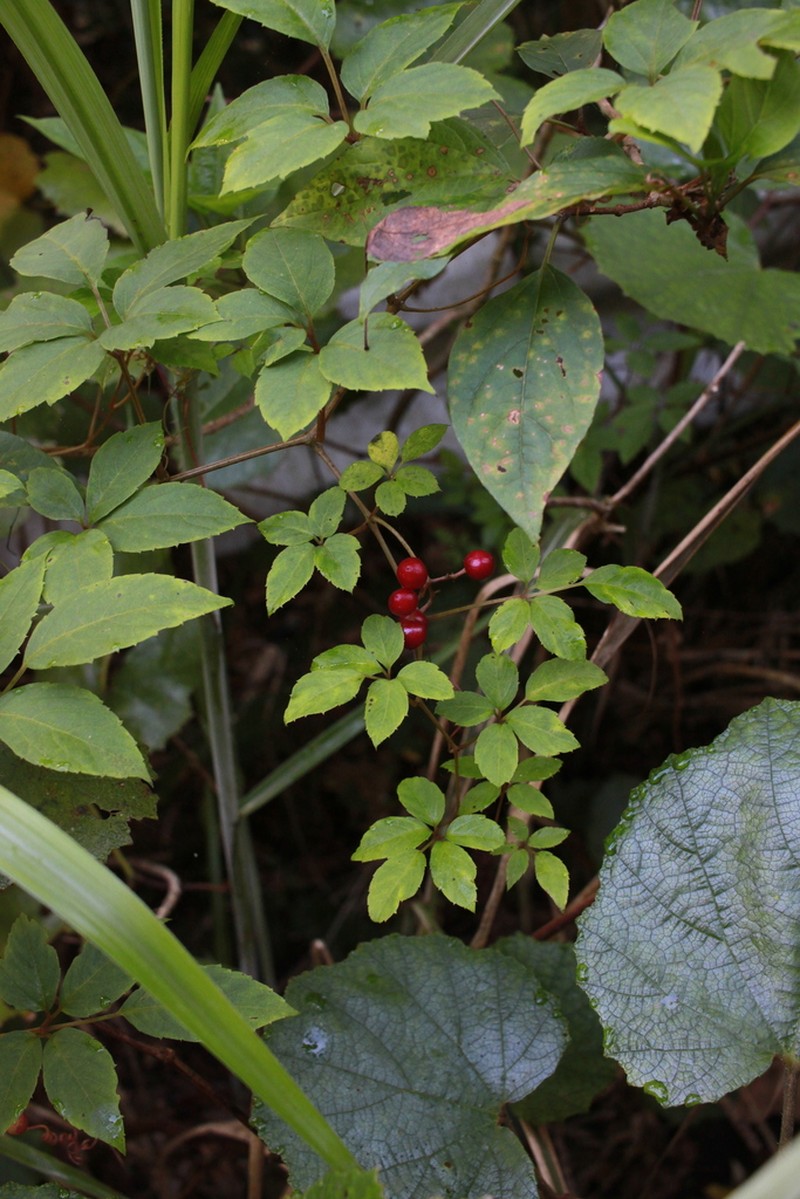 Pseudocayratia yoshimurae photo 4