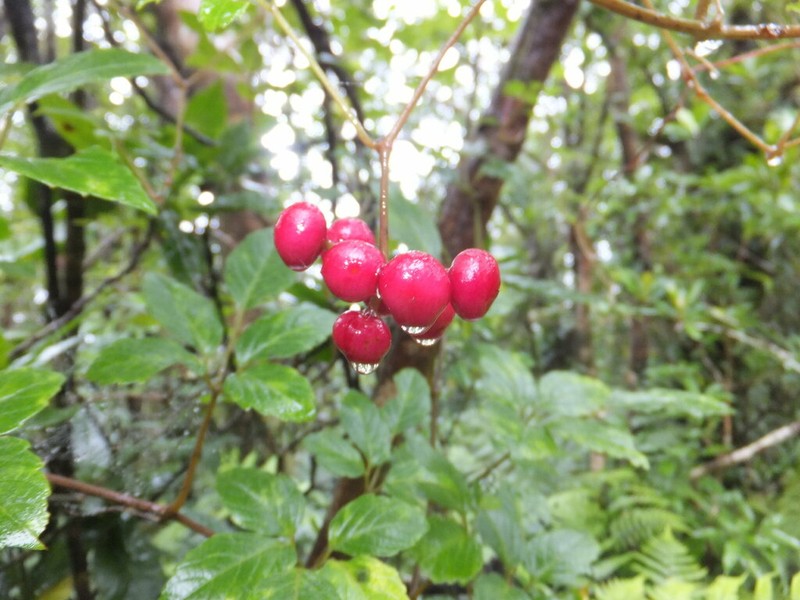 Pseudocayratia yoshimurae photo 5