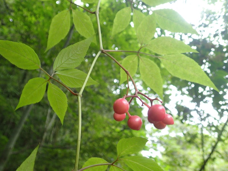 Pseudocayratia yoshimurae photo 6