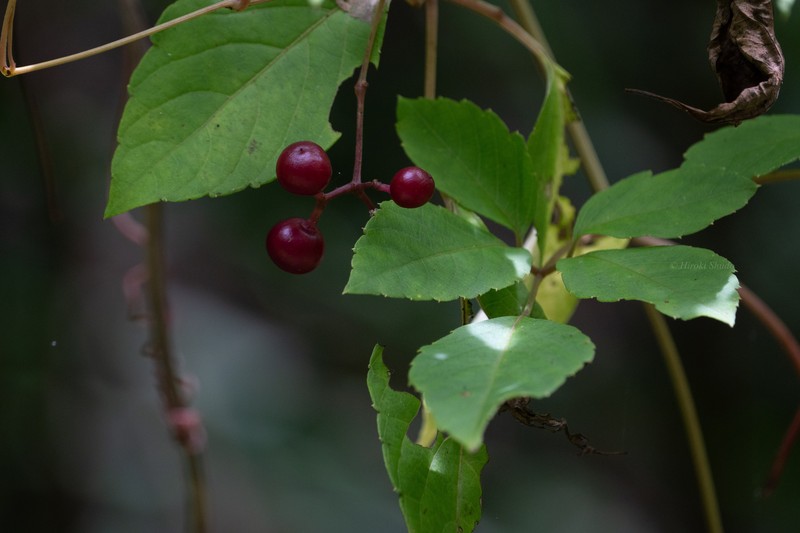 Pseudocayratia yoshimurae photo 8