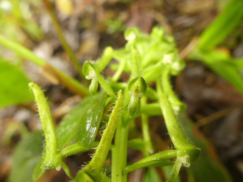 Pseudocentrum hirtzii photo 2