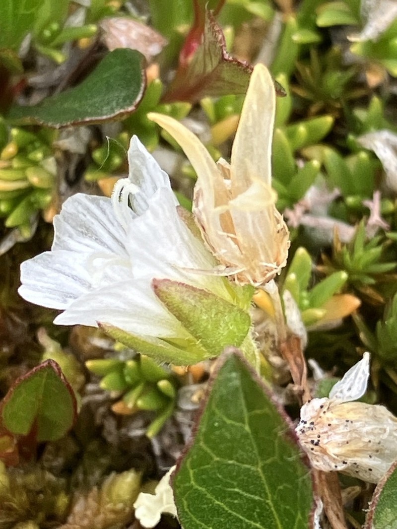 Longpod Stitchwort