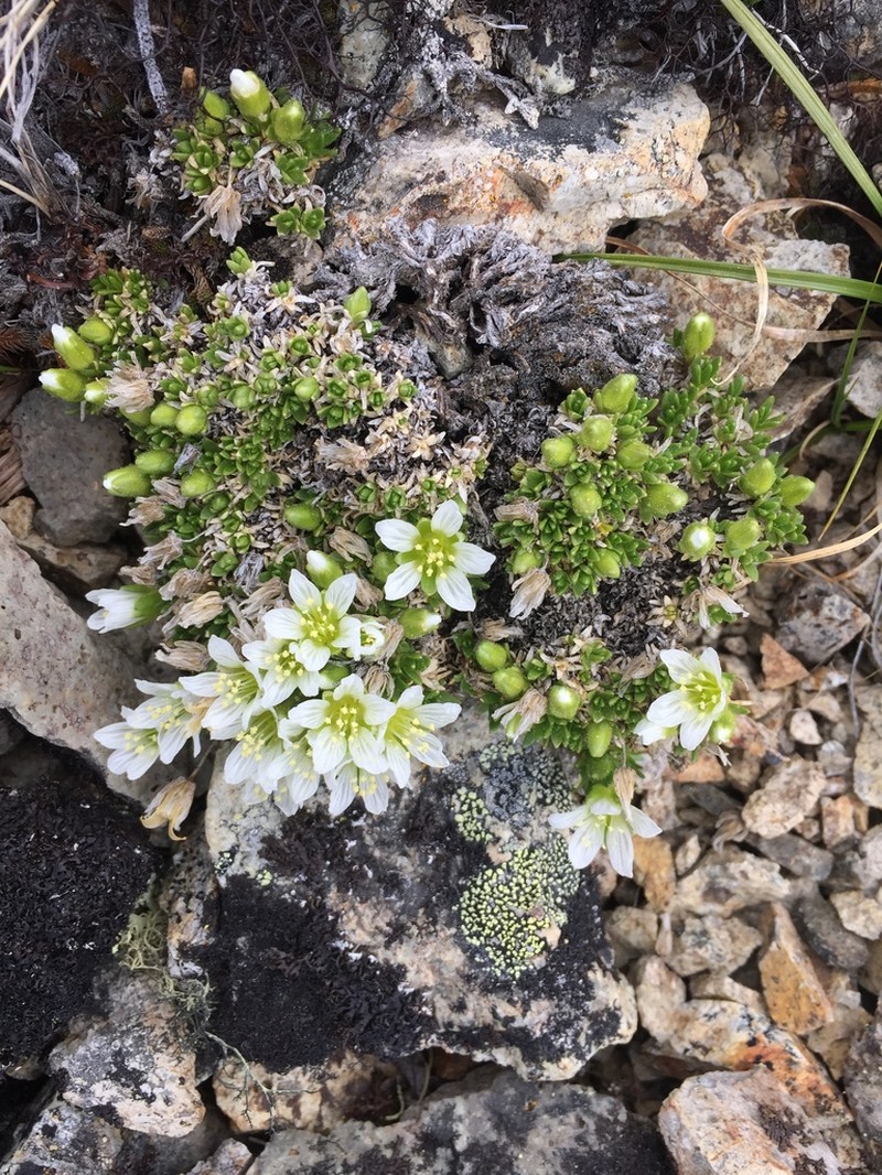 Longpod Stitchwort photo 2