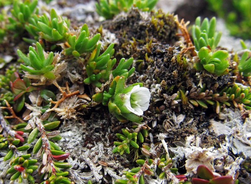 Longpod Stitchwort photo 4