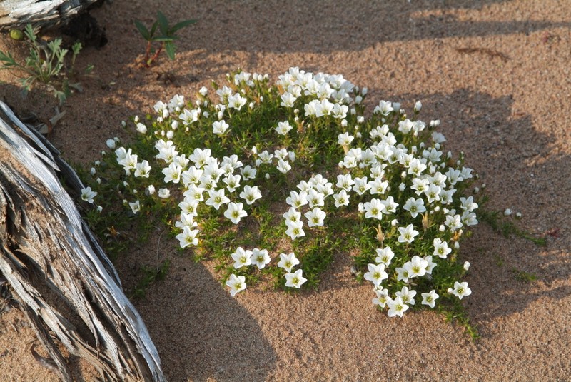 Longpod Stitchwort photo 5