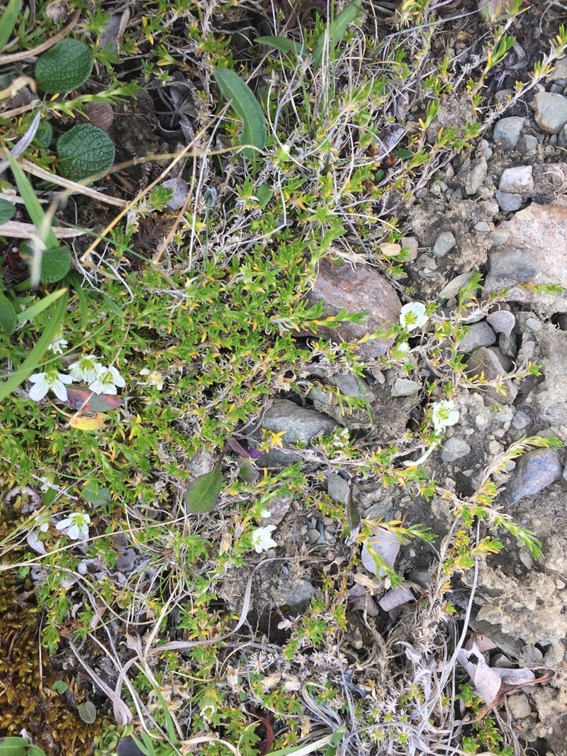 Longpod Stitchwort photo 6